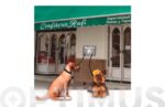 ESTACIONADOR CANINO - KEEPET - Imagen 2