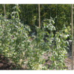 MALLA ENTUTORAR BIOCOMPOSTABLE LUZ 15X15 CM