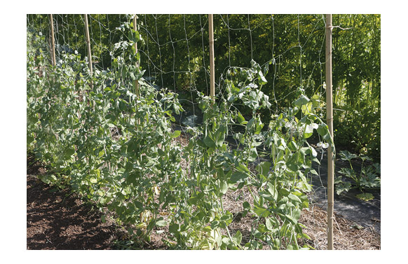 126_6901d770ab76f MALLA ENTUTORAR BIOCOMPOSTABLE LUZ 15X15 CM - Imagen 1