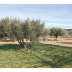 MALLA PARA RECOLECTAR ACEITUNAS VERDE