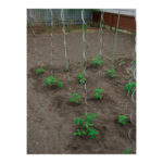 TUTOR ACERO ESPIRAL TOMATERO